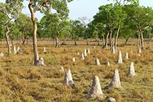 Fazenda: Termite Hills
