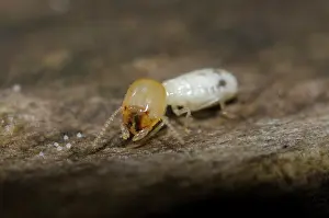 Termite: Termite - Klungkung, Bali, Indonesia