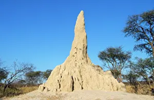 Mounds: Termite Mound