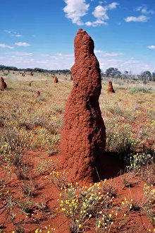 Mounds: TERMITE MOUND