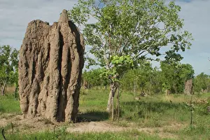 Mounds: Termite Mound