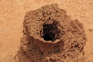 Isoptera: Termite Mound