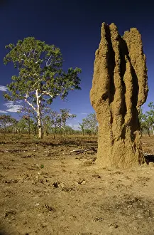 Amitermes: Termite Mound