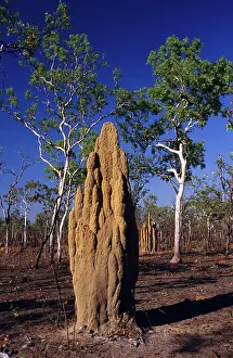 Amitermes: Termite Mound