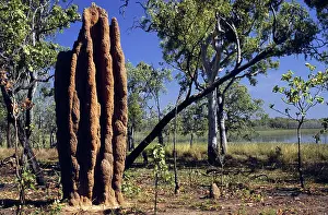 Amitermes: Termite Mound