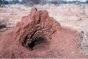 Termite: TERMITE MOUND