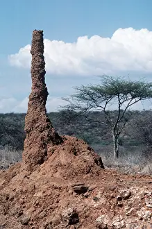 Termite: TERMITE MOUND
