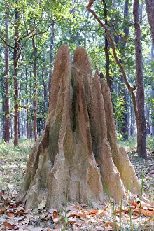 Insecte: Termite mound