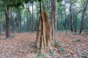 Insecte: Termite mound