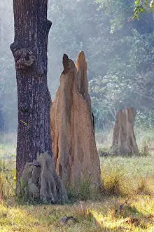 Termitiere: Termite mound