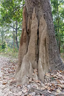 Insecte: Termite mound