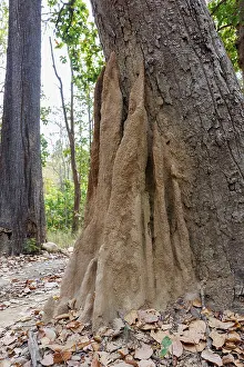 Insecte: Termite mound