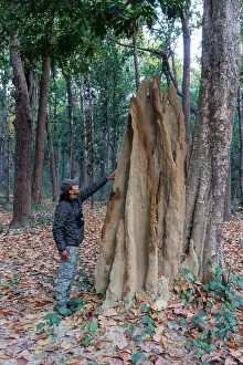 Insecte: Termite mound