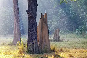 Bardya: Termite mound