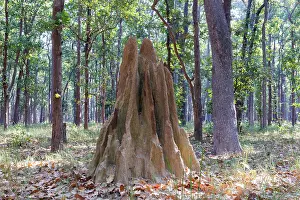 Insecte: Termite mound