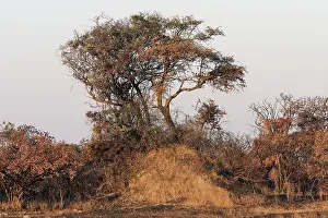 Mounds: Termite Mound at base of tree