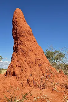 Termite: Termite mound near Waterberg, Namibia, Africa