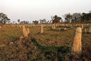 Mounds: Termite Mounds