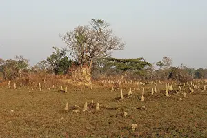 Mounds: Termite Mounds
