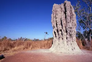 Mounds: TERMITE MOUNDS