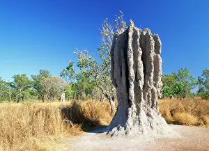 Mounds: TERMITE MOUNDS