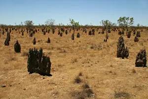 Soldiers: Termite mounds - Inside the mounds are a Queen