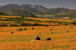 Skilpad: Termite Mounds - among Orange Daisies