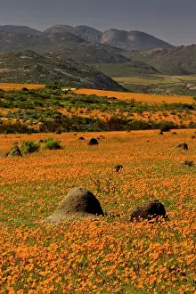 Skilpad: Termite Mounds - among Orange Daisies