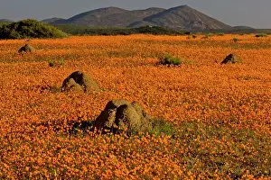 Skilpad: Termite Mounds. among Orange Daisies