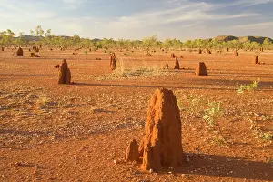 Nasutitermes: Termite mounds - sandy field with numerous Cathedral