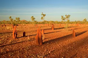 Nasutitermes: Termite mounds - sandy field with numerous Cathedral
