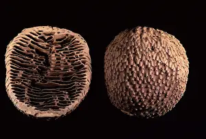 Termites: Termite - nest cut in half