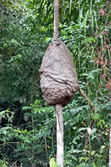 Termites: Termite Nest in a tree