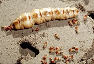 Queen: TERMITE QUEEN - With soldiers
