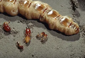 Queen: TERMITE Queen & soldiers