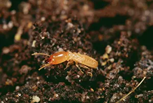 Reticulitermes: Termite - soldier