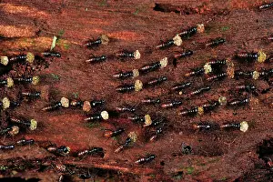 Isoptera: Termites