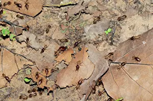 Soldier: Termites