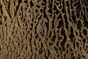 Puzzle: Termites adding to a mound