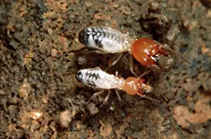 Termites: Termites - building a wall