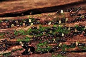 Isoptera: Termites - carrying food