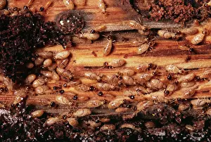 Guadeloupe: TERMITES - Colony