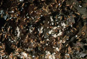 Soldier: Termites with Eggs in Nest