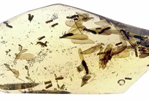 Miocene: Termites and other insects in Amber