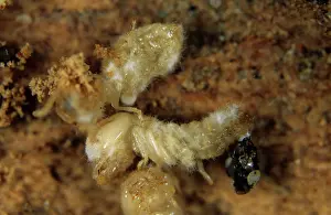 Killed: Termites killed by a pathogenic fungus