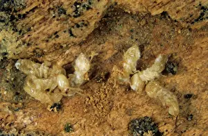 Killed: Termites killed by a pathogenic fungus