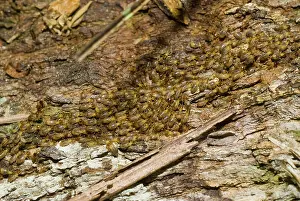 Termite: Termites on log