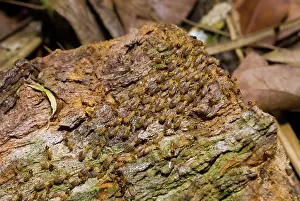 Termite: Termites on log