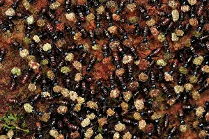 Isoptera: Termites - mass carrying food
