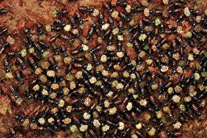 Isoptera: Termites - mass carrying food